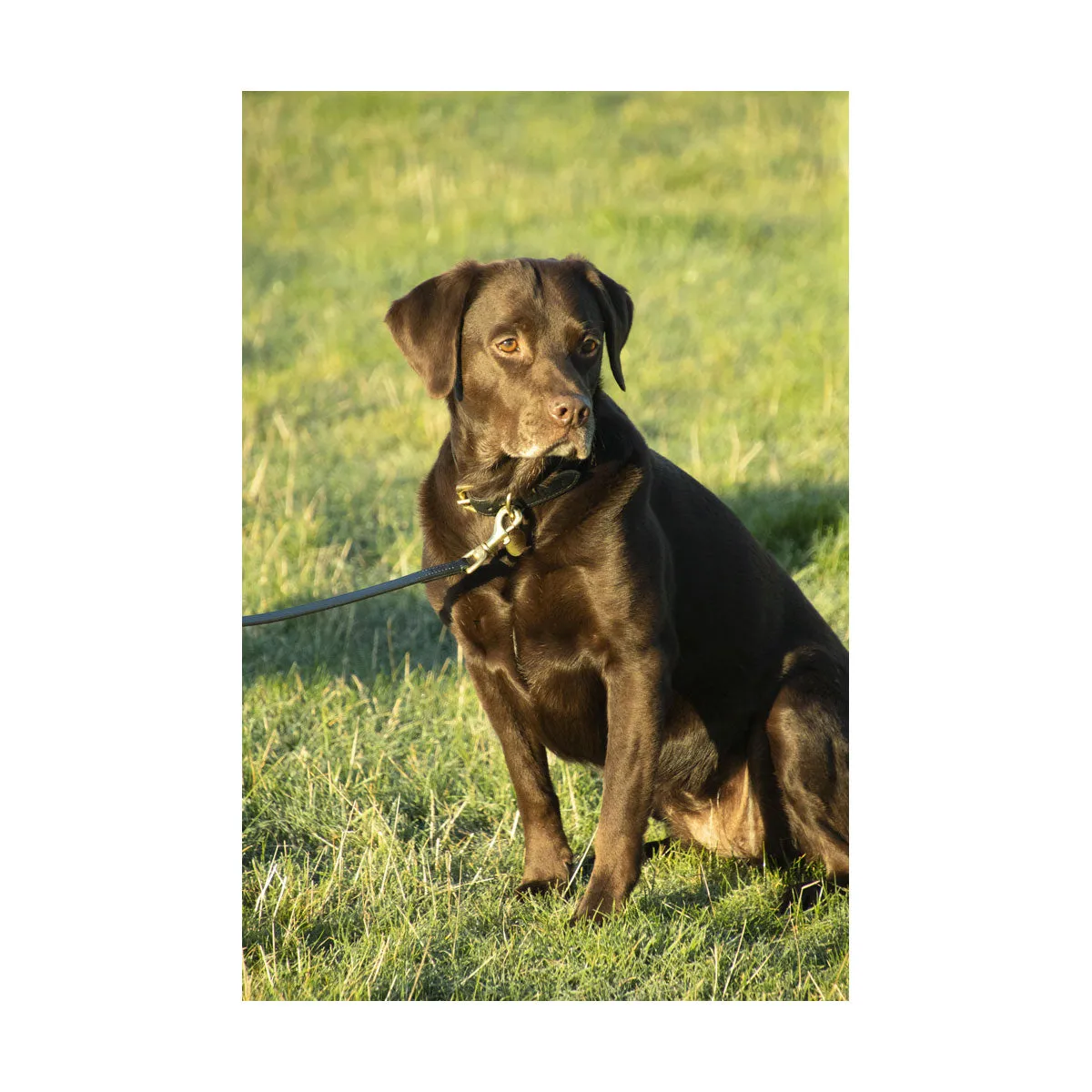 Benji & Flo Deluxe Padded Leather Dog Lead