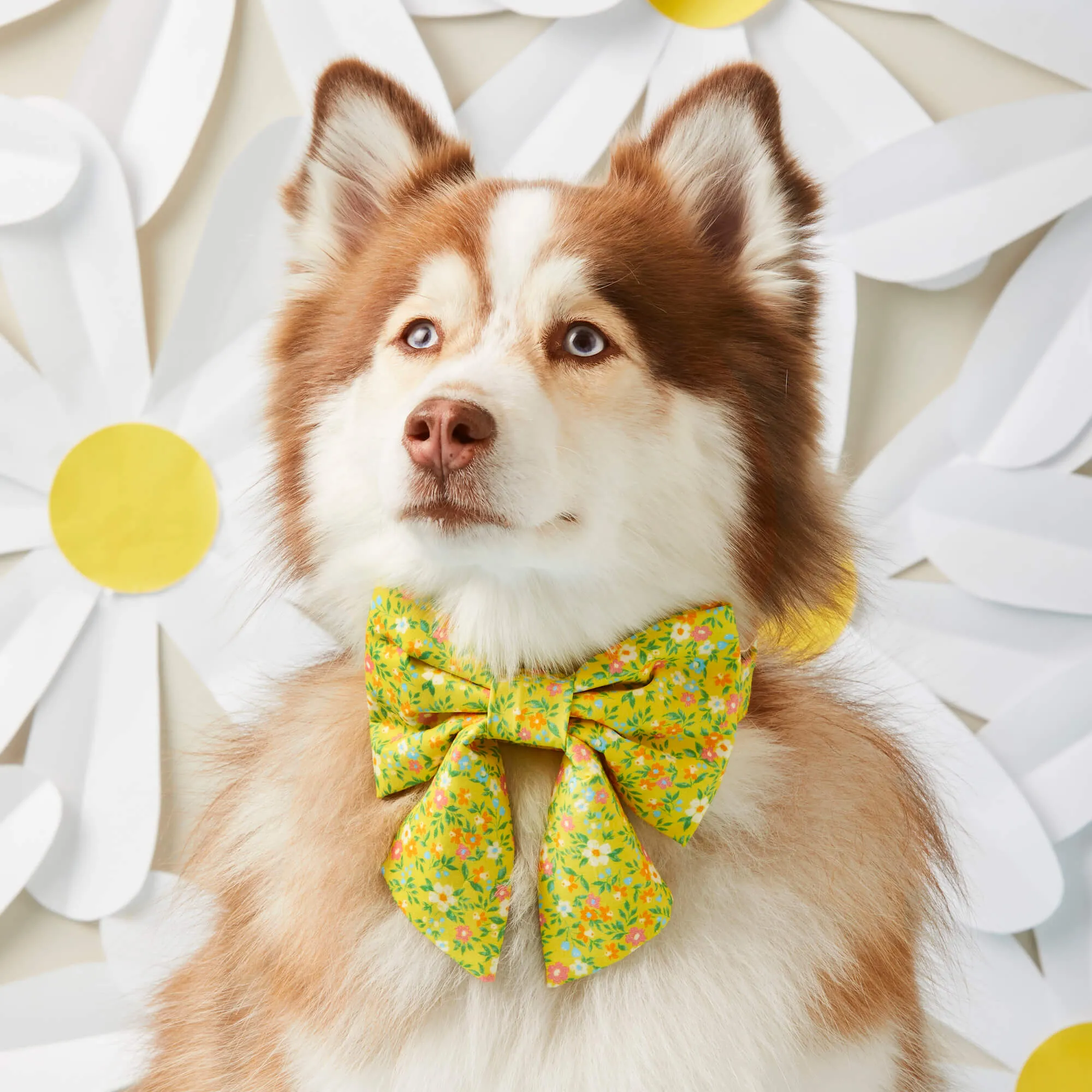 Sunny Meadow Lady Dog Bow